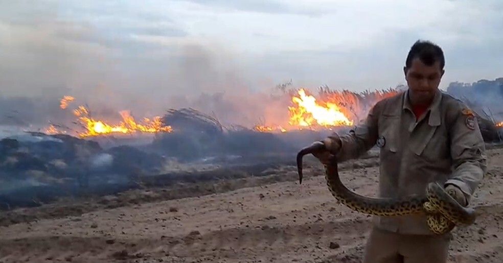 Incêndios No Pantanal Governo Federal Reconhece Situação De Emergência Em 14 Cidades De Ms 